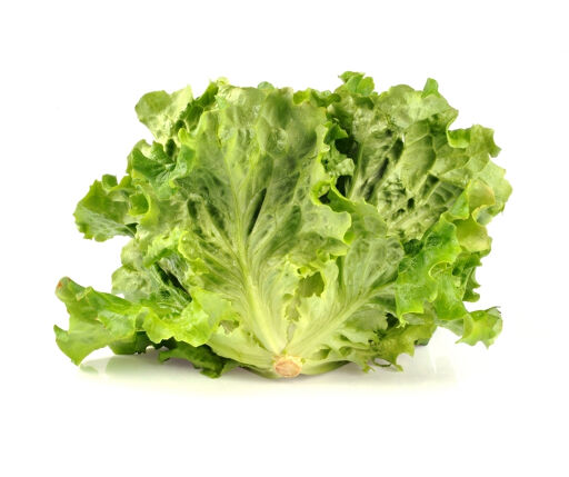 Salade Batavia Blonde