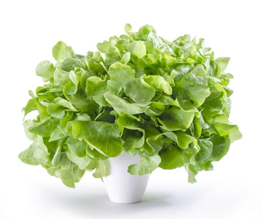 Salade Feuille Chene Blonde